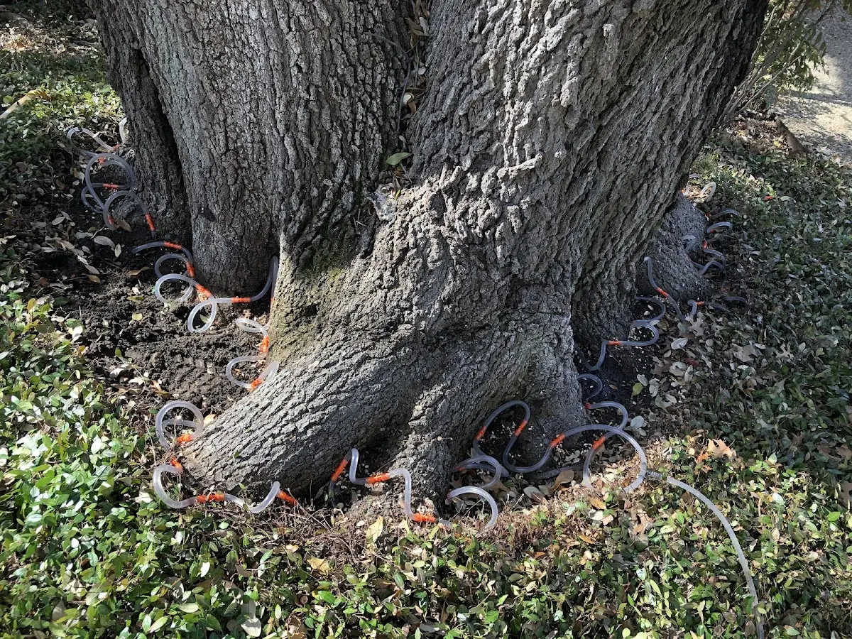 Detailed Tree Cabling and Bracing job site in Beetown