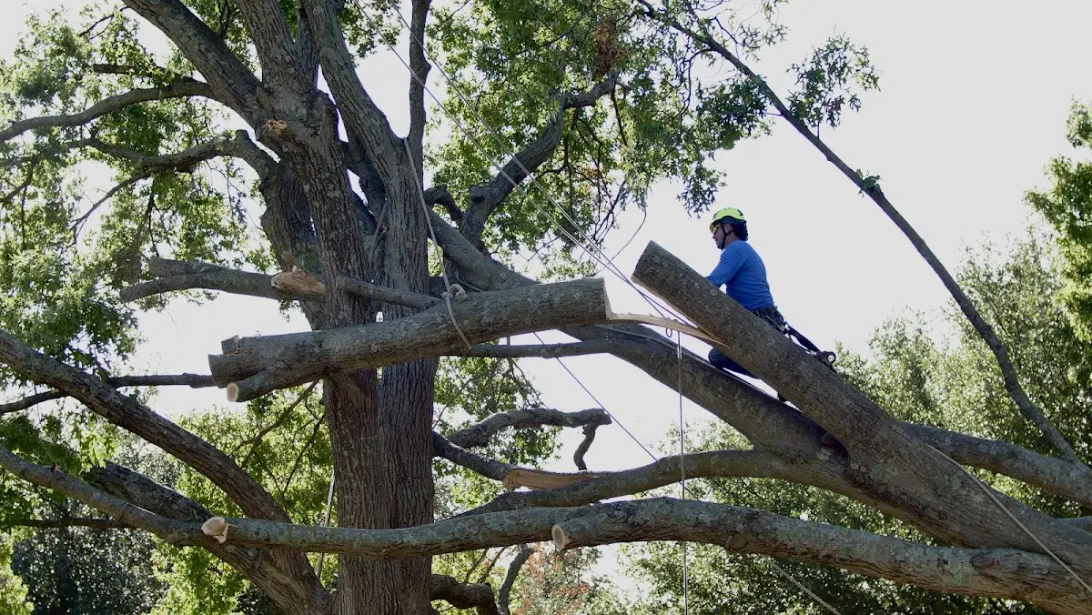 Professional Hazardous Tree Removal performed by certified arborists in Beetown